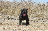 STAFFIE 025